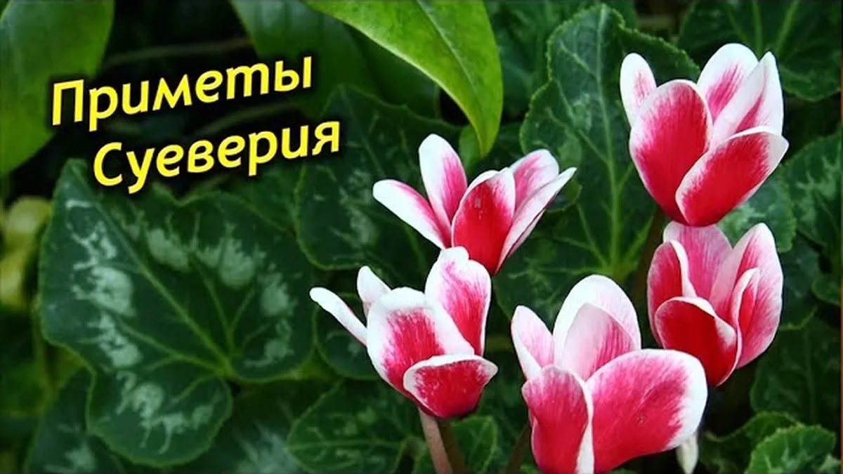 Чем опасен цикламен?