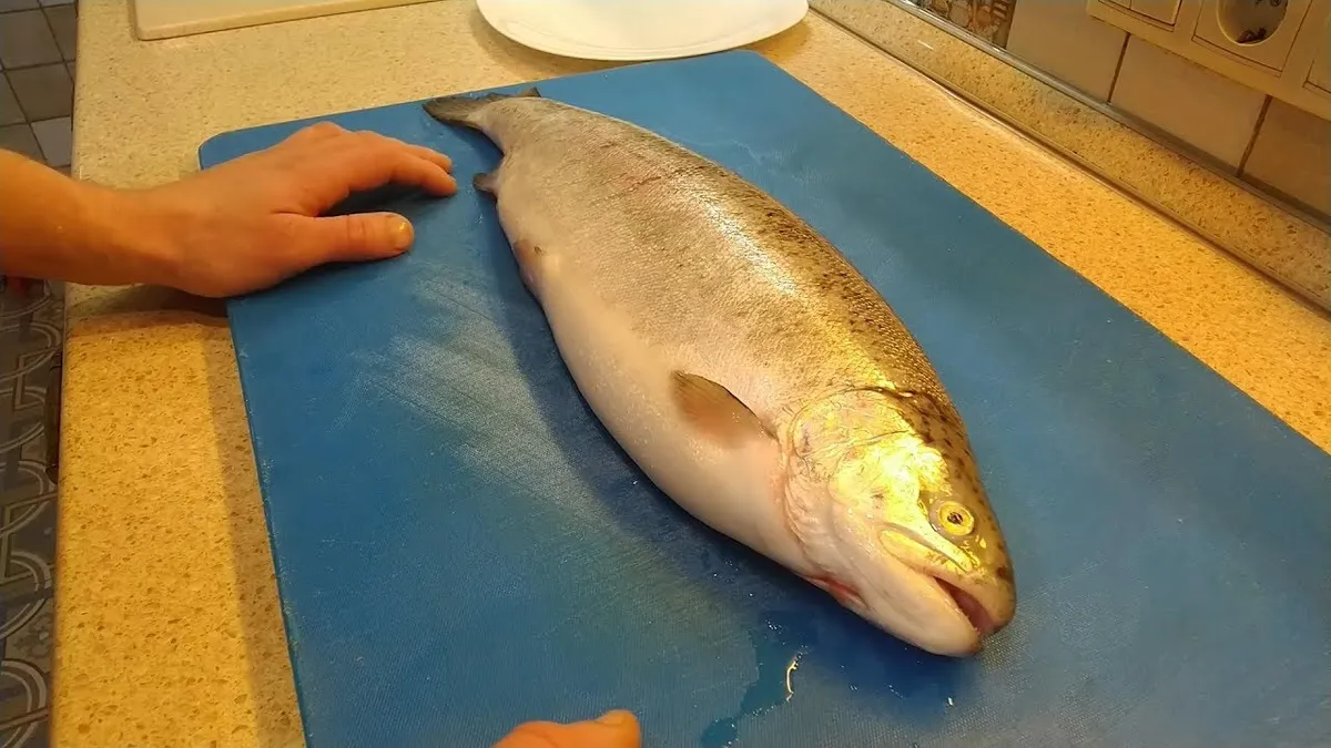 Какие должны быть жабры у форели?