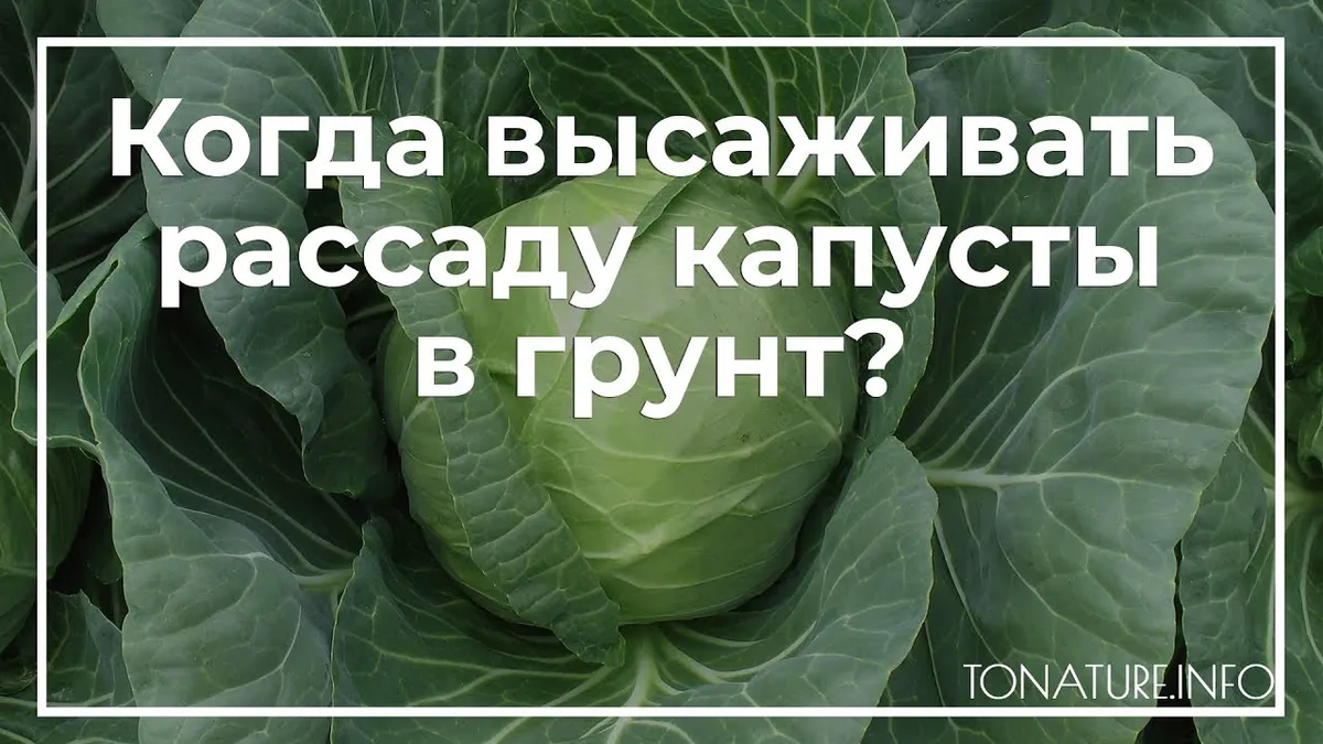 Когда можно высаживать капусту?